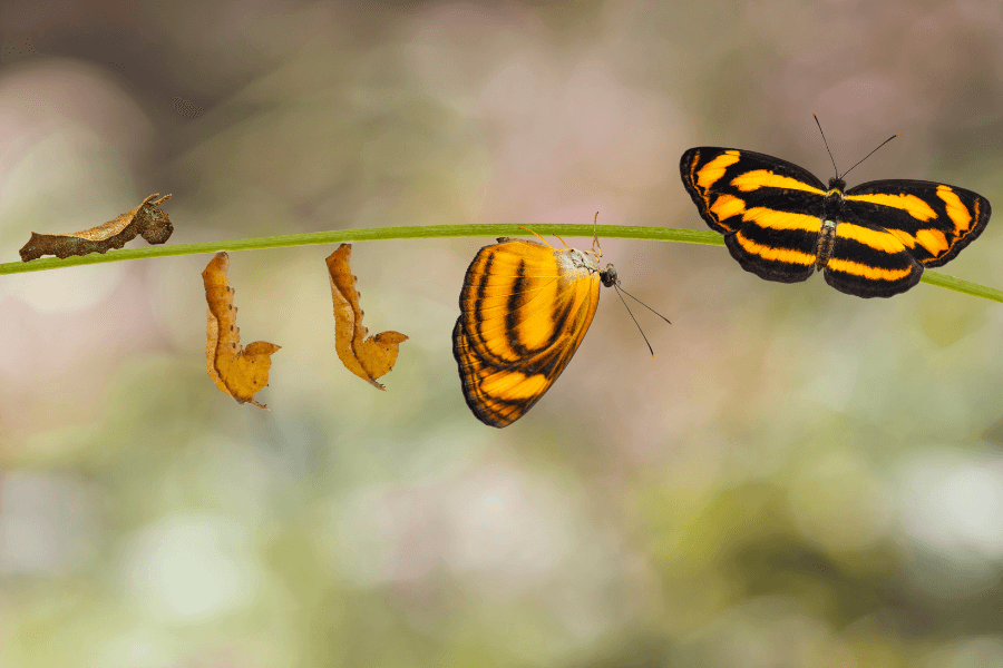 foto van rups naar vlinder